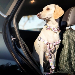 Quick tips for traveling with pets